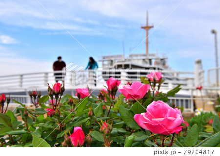 横浜山下公園の赤いバラとカップルと氷川丸 79204817