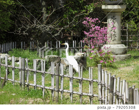 中山寺梅林公園 79205308