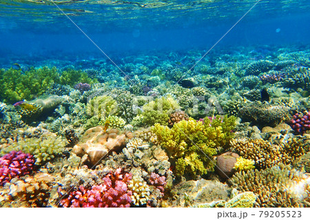 coral reef in Egypt 79205523