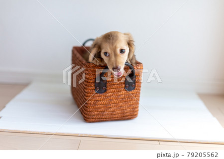 仔犬 カニンヘンダックスフンド 仔犬 カニンヘンダックスフンド 79205562