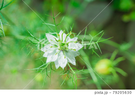 白い花 79205630