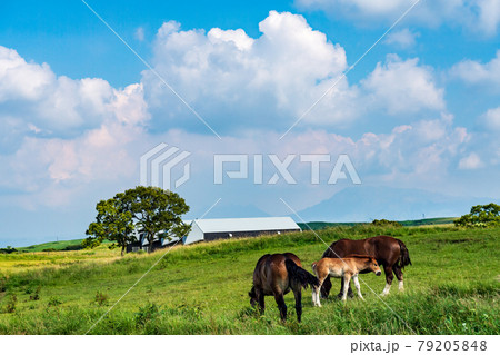 阿蘇外輪山に放牧された馬青い空と白い雲の浮かぶ牧場風景 阿蘇外輪山に放牧された馬青い空と白い雲の浮かぶ牧場風景 79205848