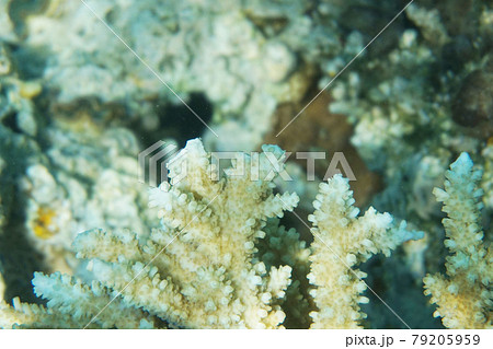 detail of coral in the Egypt 79205959
