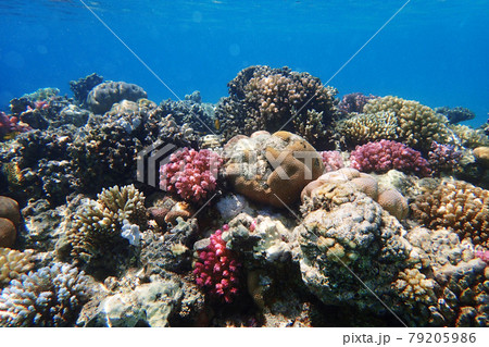 coral reef in Red Sea 79205986