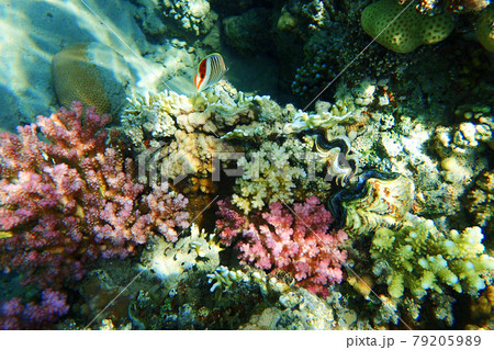 coral reef in Red Sea 79205989
