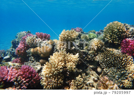 coral reef in Red Sea 79205997