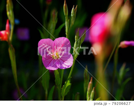 日差しを浴びたアカバナユウゲショウの花の写真素材