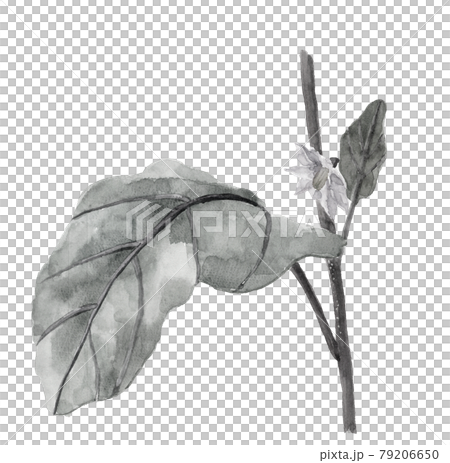 水墨画 植物（ナス） 田野村直入署名あり 7nasu6.jpg