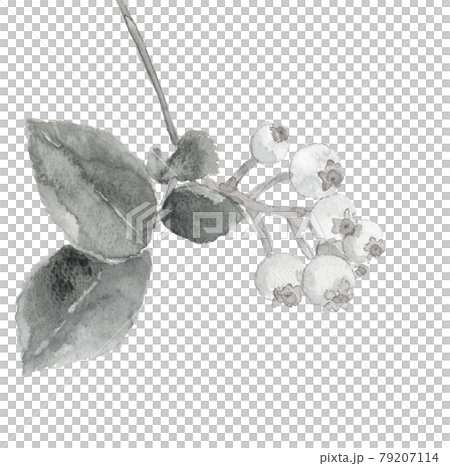 枝葉付きブルーベリー モノトーン【水墨画風水彩】素材 白バック PNG 79207114