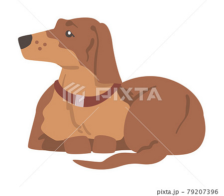 Dachshund or Badger Dog as Short-legged and Long-bodied Hound Breed with Collar Sitting Vector Illustration 79207396