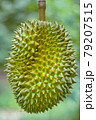 Durian The King of Fruits.Tropical fruits.Oraganic durian in Asia 79207515