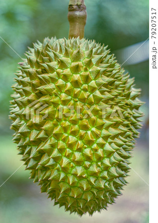 Durian fruit.Fresh durian.King of fruits. 79207517