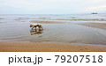 Dog walking on beach.Hungry dog on sea wave with morning sky background 79207518