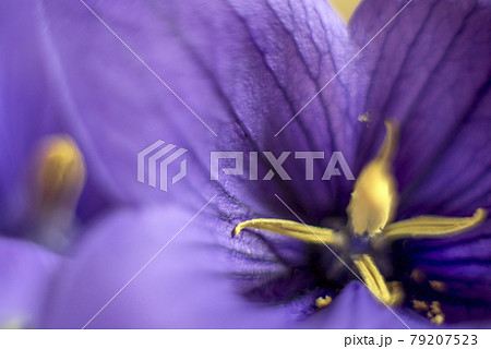 PC Monitor Wallpaper Balloon Flower 桔梗のクローズアップ PC Monitor Wallpaper Balloon Flower 桔梗のクローズアップ 79207523