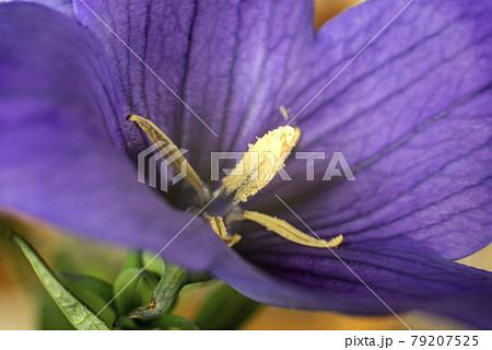 PC Monitor Wallpaper Balloon Flower 桔梗のクローズアップ 79207525