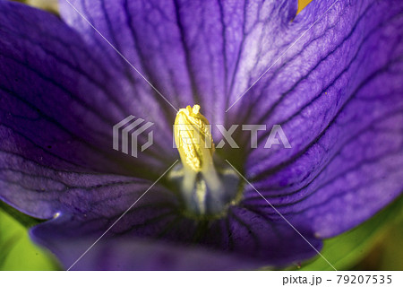 PC Monitor Wallpaper Balloon Flower 桔梗のクローズアップ PC Monitor Wallpaper Balloon Flower 桔梗のクローズアップ 79207535