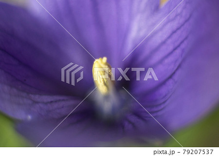 PC Monitor Wallpaper Balloon Flower 桔梗のクローズアップ 79207537