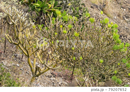 Green plants on the island of Tenerife. Canary Islands, Spain. 79207652