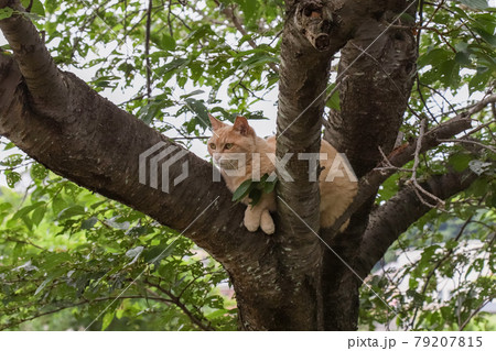 木の上で休むノラ猫 木の上で休むノラ猫 79207815