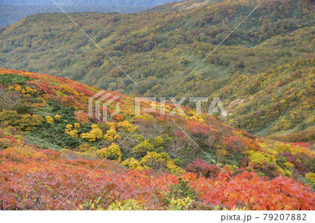 栗駒山の紅葉 79207882