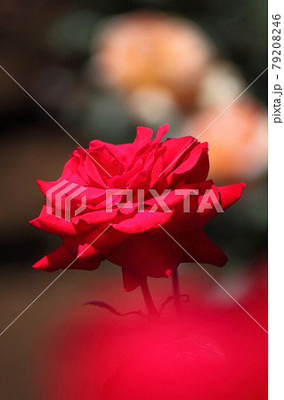 花の女王の写真素材 7946