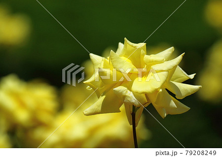 花の女王の写真素材 7949