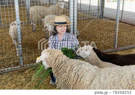 Female farm worker taking care of sheep Female farm worker taking care of sheep 79208252