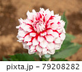 晴れた6月赤と白のダリア 79208282