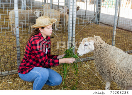 Young woman feeding fresh grass to sheeps in animal pen 79208288