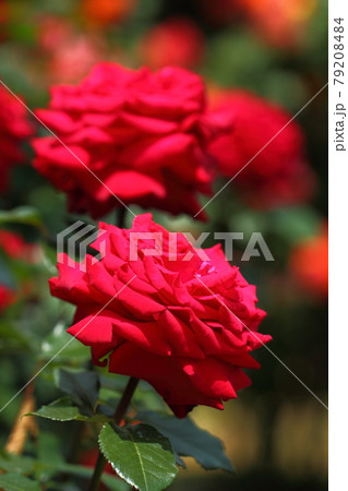 花の女王 花の女王 79208484