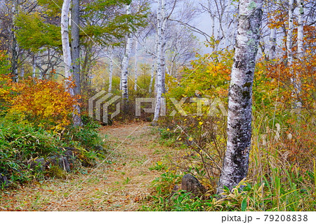 信州八千穂高原紅葉の白樺林を縫う散策路の写真素材 79