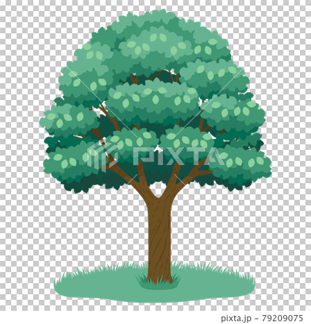 Big tree  79209075