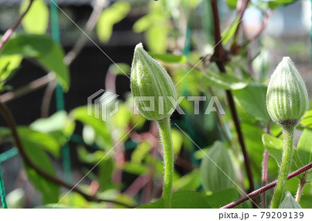 クレマチス テッセンの花の蕾 クレマチス テッセンの花の蕾 79209139