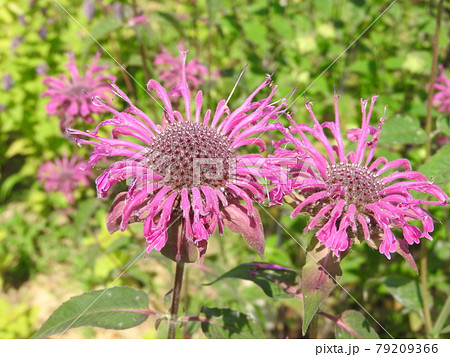 タイマツソウ（松明草） 79209366