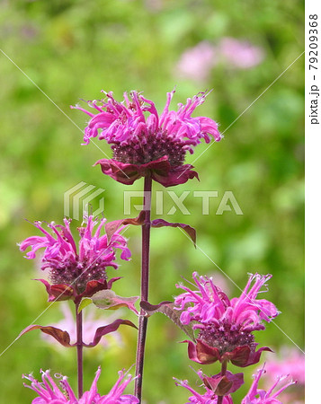 タイマツソウ（松明草） 79209368