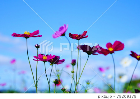 爽やかな秋晴れと満開の赤色のコスモス 79209379