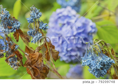アジサイ　紫陽花 79209748