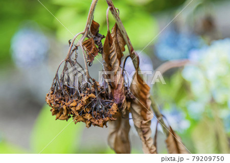 アジサイ　紫陽花 79209750