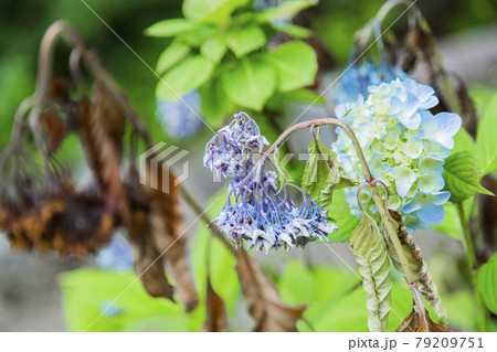 アジサイ　紫陽花 79209751