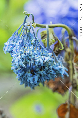 アジサイ　紫陽花 79209753