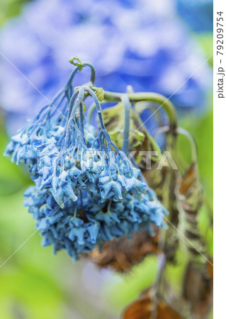アジサイ　紫陽花 79209754