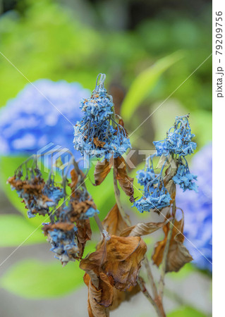 アジサイ　紫陽花 79209756