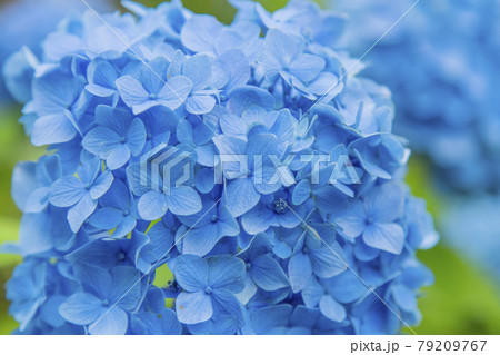 アジサイ 紫陽花 アジサイ 紫陽花 79209767