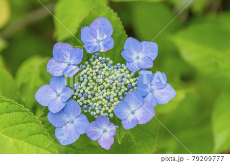 アジサイ　紫陽花 79209777