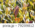 高機能茶サンルージュの新芽 79209812