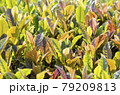 高機能茶サンルージュの新芽 79209813