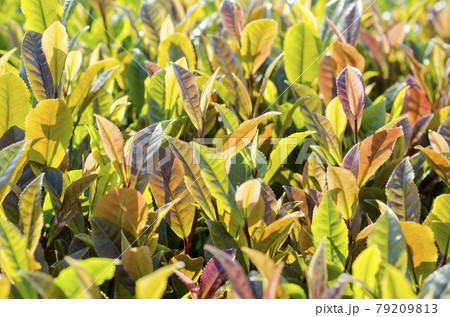 高機能茶サンルージュの新芽 79209813