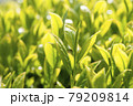 新緑のお茶の新芽 79209814