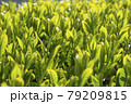 新緑のお茶の新芽 79209815