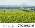 新緑の茶畑と開聞岳 79209816